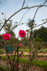 Flores del Jardín Botánico de Montevideo Uruguay