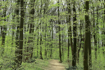 a path through the green oak forest in spring