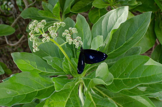 Blue-banded King Crow Butterfly pollinating a plant