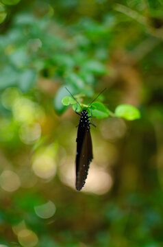 Closed wings of Blue-banded King Crow Butterfly