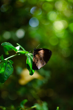 Side profile of a Blue-banded King Crow Butterfly resting on leaf in the sunlight