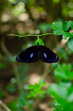 Blue-banded King Crow Butterfly resting on leaf