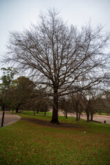 Obraz premium Rosedal del Prado - Montevideo (Uruguay)