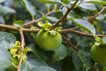 Persimmon tree branch with green immature fruit on foliage background