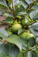 Persimmon tree branch with green immature fruits on foliage background