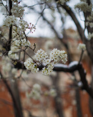 tree blossom