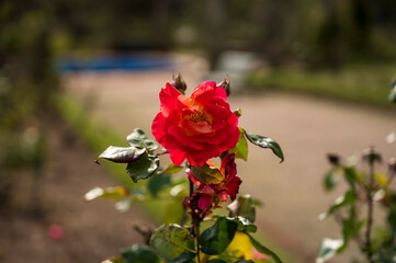 Rosedal del Prado - Montevideo (Uruguay)