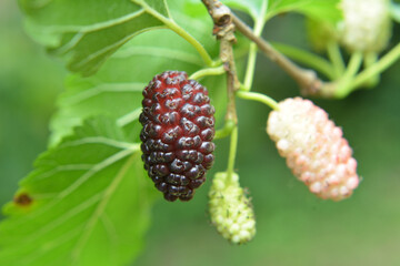 Black mulberry berries (Morus nigra) ripen on a tree branch