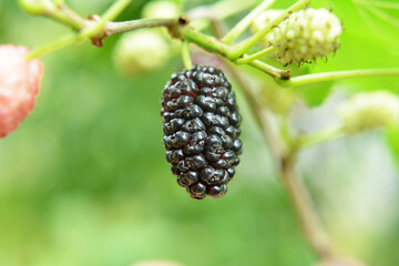 Black mulberry berries (Morus nigra) ripen on a tree branch