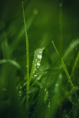 close up of dew on grass