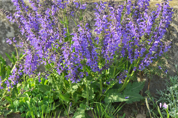 Among the wild herbs, blooms sage (Salvia pratensis)