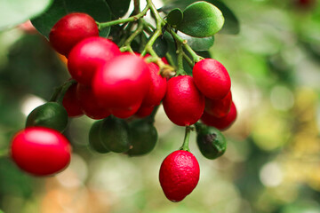red berries of a cherry