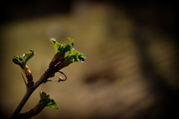 young currant leaves in the garden