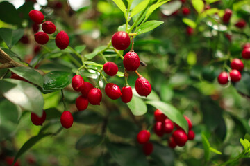 red berries on a bush