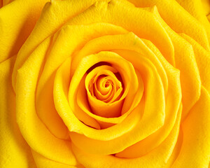 Close up of beautiful yellow rose blossom.