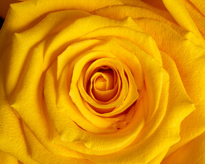 Fototapeta na wymiar Close up of beautiful yellow rose blossom.
