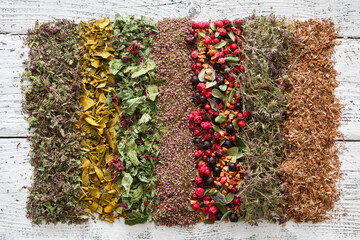 Rows of dry medicinal herbs, fruits and berries on white wooden table - wild marjoram, mistletoe, heather, cranberries and black currants, dried apples, thyme, oak bark. Healing plants, top view.