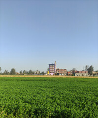 Fototapeta na wymiar field and sky in Egypt .field and sky with trees