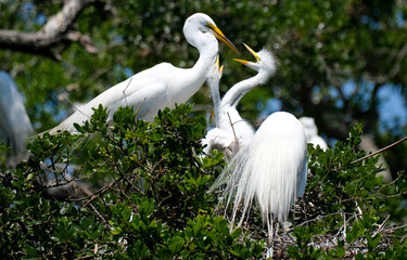 Baby great white egret with it's mouth wide open looking for food from mom at the nest