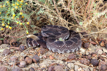 Southern Pacific Rattlesnake (Crotalus helleri).