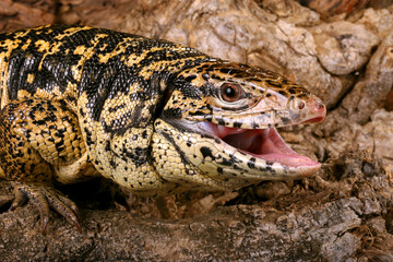 Animal portrait of a Golden Tegu (Tupinambis teguixin).