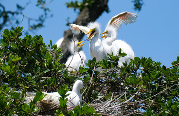 Three great white egret chicks at the nest, one opening and exercising his wing span © Steve Samoyedny