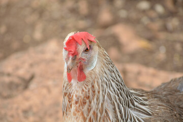 Gallina de pura raza andaluza tipo perdiz