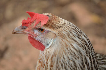 Gallina de pura raza andaluza tipo perdiz