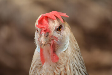 Gallina de pura raza andaluza tipo perdiz