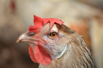 Gallina de pura raza andaluza tipo perdiz