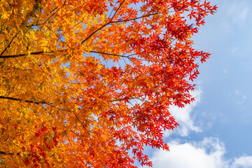 高野山での紅葉 (日本 - 和歌山 - 高野山)