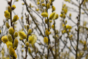 Wielkanocne bazie © Kamil