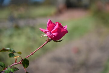 Obraz premium Flores del Botánico en Montevideo Uruguay