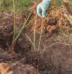Proper preparation and planting in the ground of the rose plant