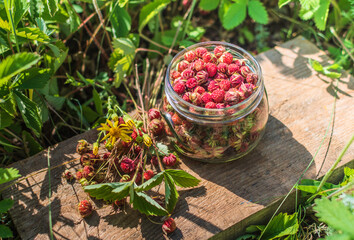 Ripe wild strawberry in green forest close-up