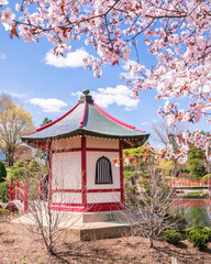 Japanese garden at a sunny spring time
