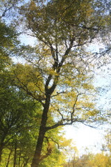 Lush foliage reflected in the water, Bürgerpark in Bremen, Germany