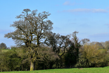 Trees separating fields in spring, Kenilworth, England, UK