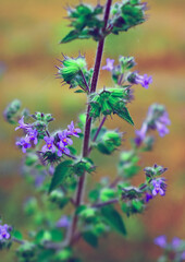 Beautiful blue lobelia flowers grow in flowerpot in small garden