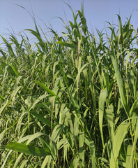 Obraz premium reeds in egypt peaceful nature wallpaper .green field