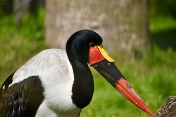 saddle billed stork