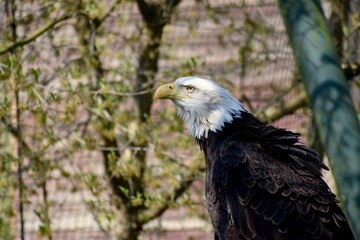 american bald eagle resting