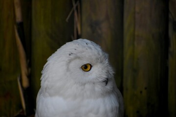 Owl looking turning its head and looking around