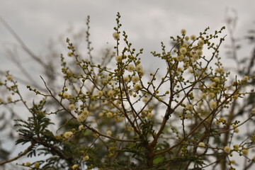 White wild flowers bloom in the morning sunshine