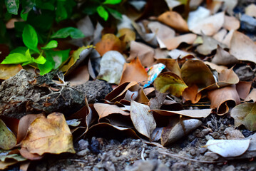 Texture of autumn maple leaves. Photographed in the autumn park