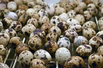 Closeup shot of a pile of fresh quail eggs
