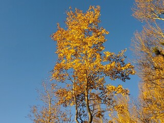 Fototapeta premium autumn tree with leaves