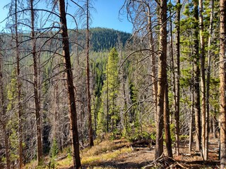 forest in autumn