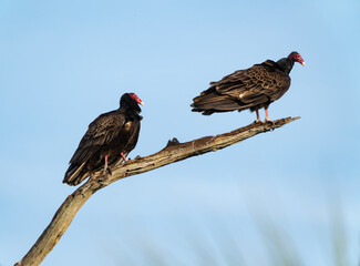 Turkey Vultures roosting in tree tops at Orlando Wetlands in Cape Canaveral Florida.