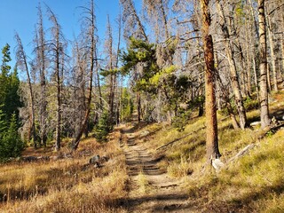 pine forest in the autumn